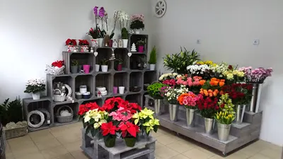 Kwiaciarnia Lilia Beata Zyblewska